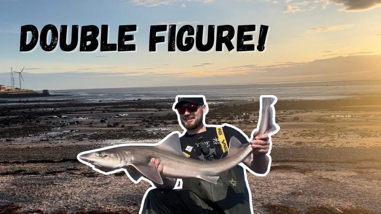 Specimen Smoothhound fishing! DOUBLE FIGURE FISH! Plaice fishing! #fishing #sharks #seafishing