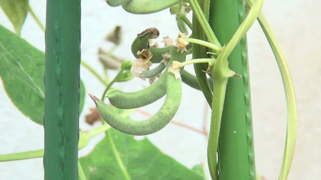 Kidney Beans モロッコいんげん