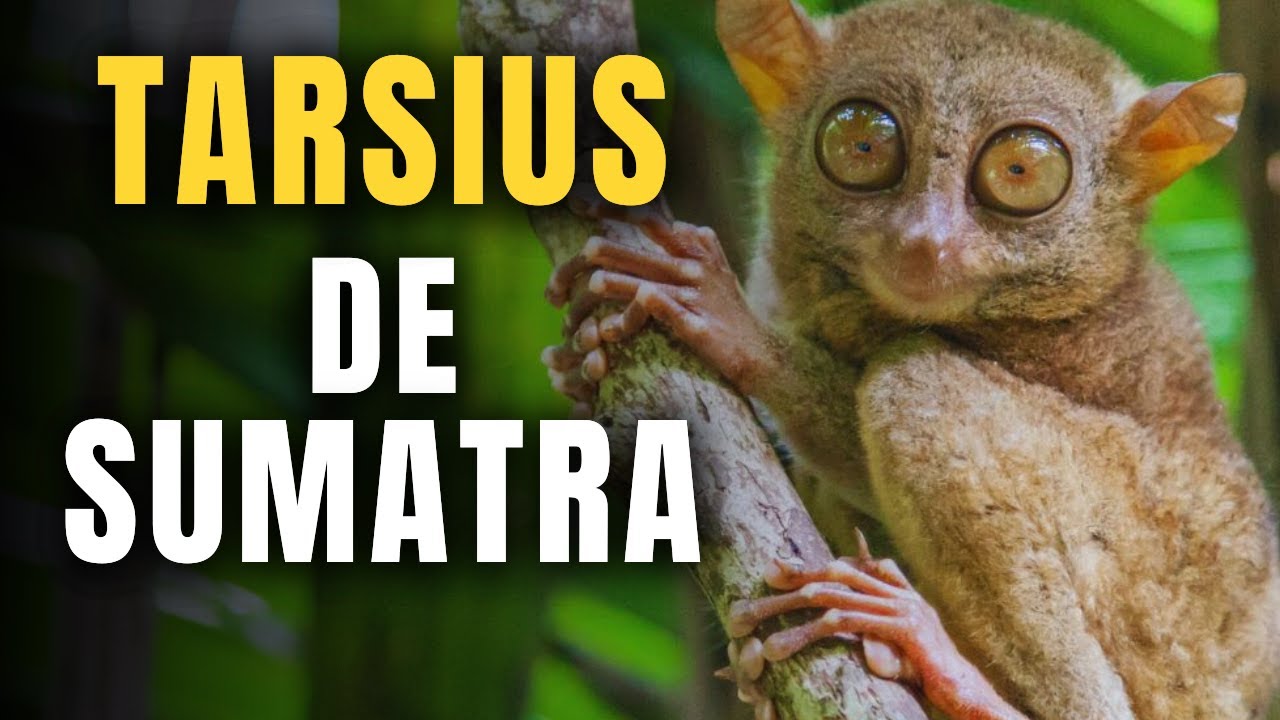 O TARSIUS DE SUMATRA | O MENOR PRIMATA DO MUNDO | UM A ESPÉCIE AMEAÇADA DE EXTINÇÃO.