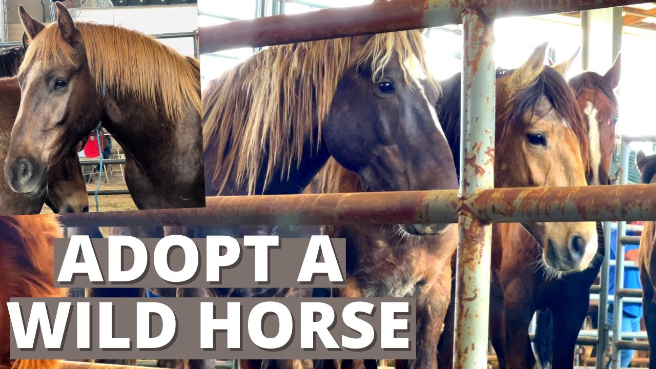 How to 👉🏼 Adopt a Wild Mustang or Burro