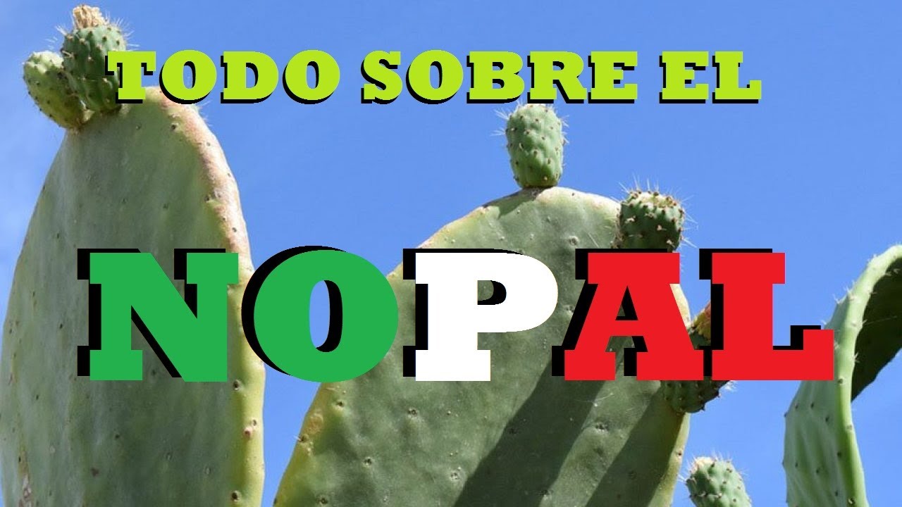 Todo sobre el nopal (2020)