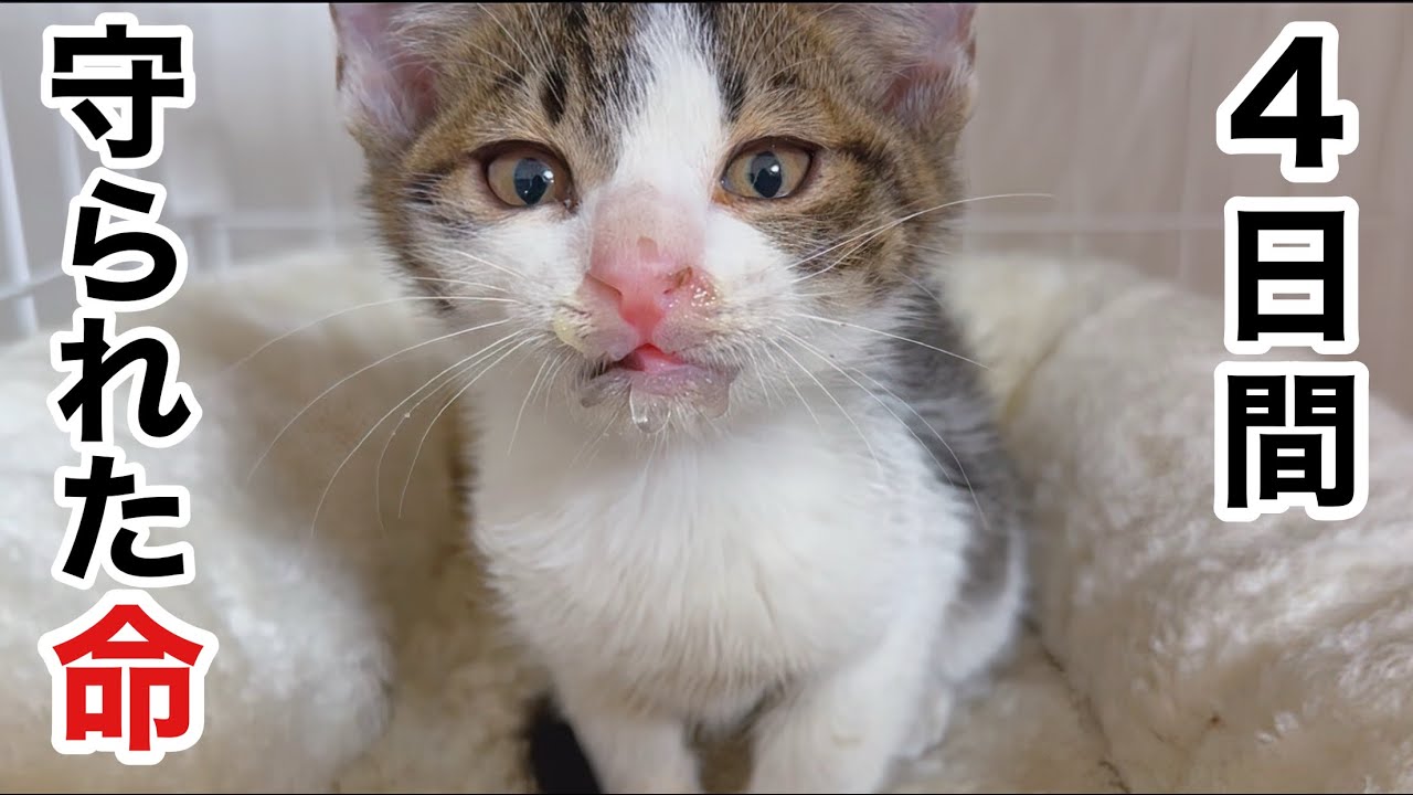 4日間､鉄工所で守られた命。助けられた子猫が我が家へ