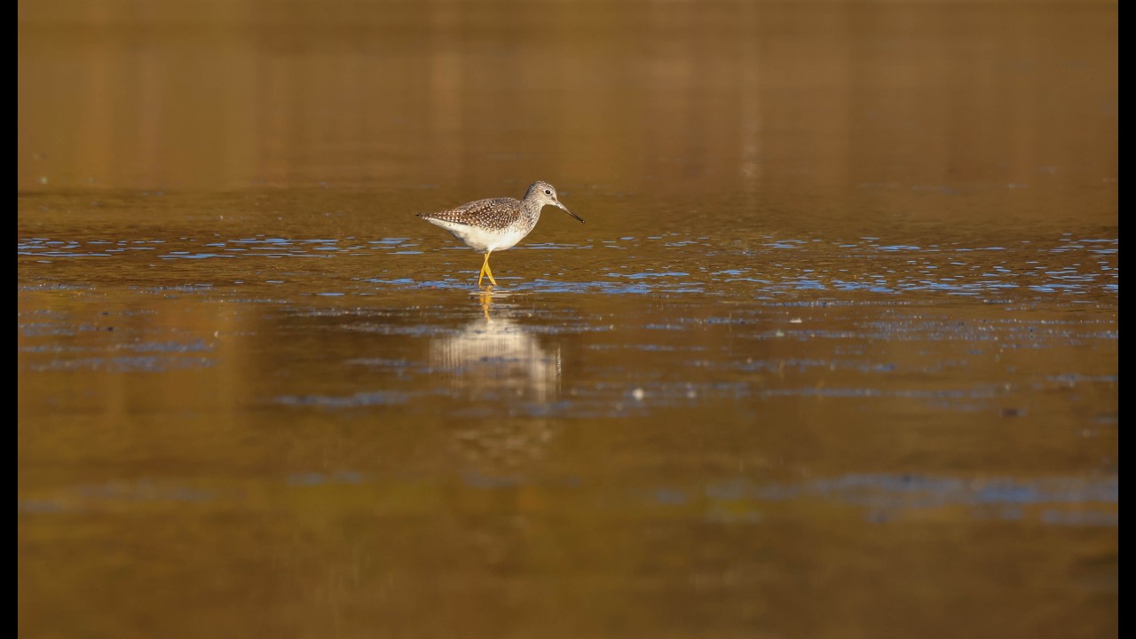 Birds at the local pond Oct '25