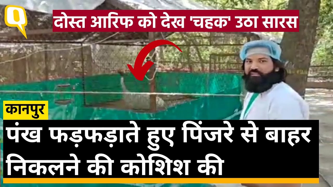 Arif Meets Saras: Saras से मिलने Kanpur Zoo पहुंचा Arif तो उछलने लगा Saras। Arif Saras Friendship