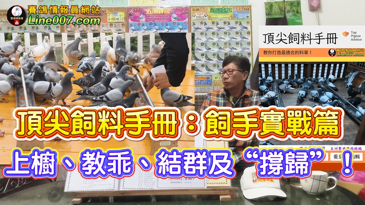 頂尖飼料手冊：飼手管理實戰篇：上櫥、教乖、結群及“撐歸”！　#種鴿 #清除料 #綜合料 #細料 #單獨料 #頂尖賽鴿顧問 #劉尚倫 #鴿子 #鴿刊 #營養學 #賽鴿