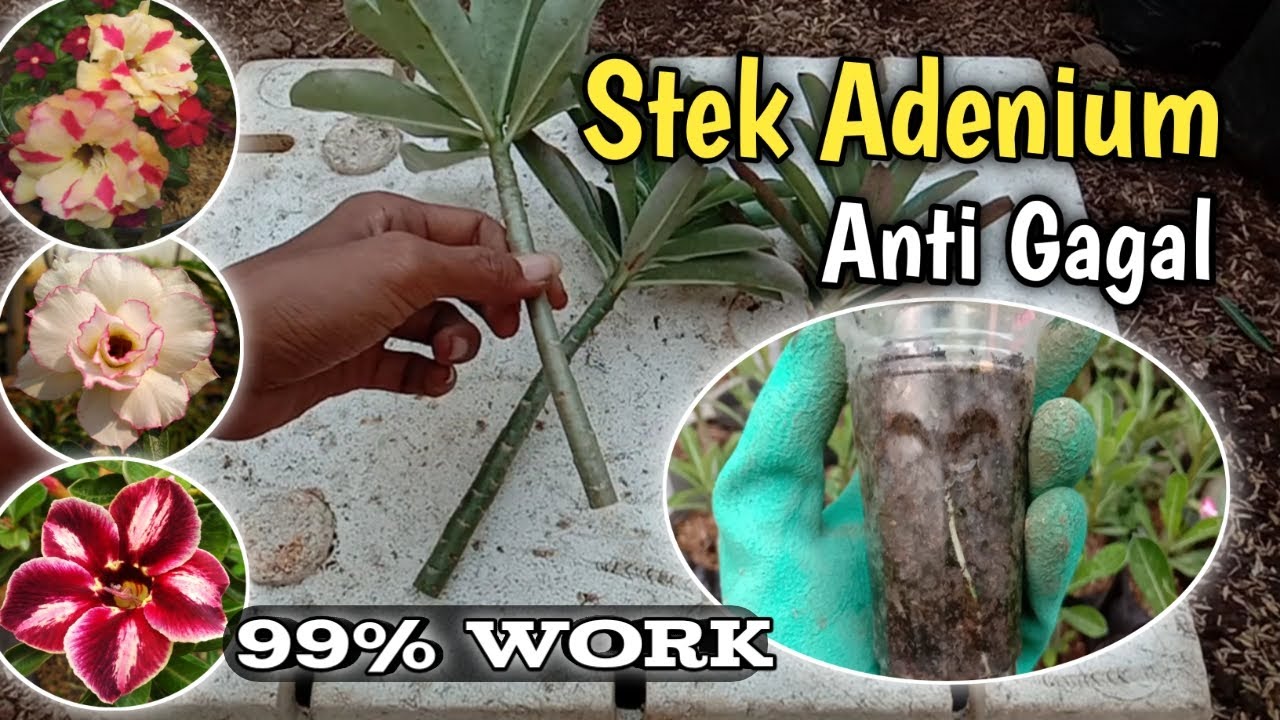 Stek Adenium - Cara menanam adenium dari stek