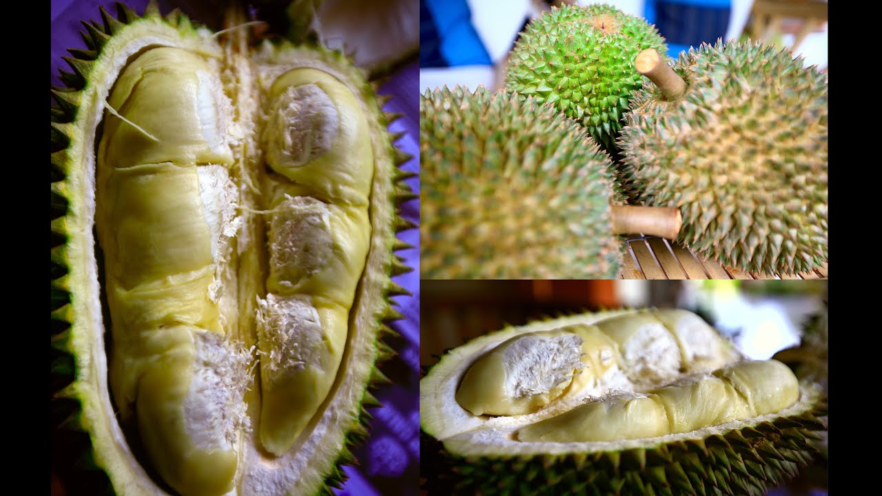 Wild Durian grow in Singapore Jungle!!
