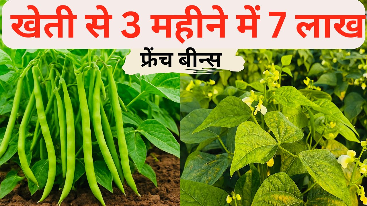 बीन्स की खेती से 3 महीने में 5 से 7 लाख की कमाई | Beans ki Kheti se 3 Mahine mein 5 -7 Lakh ki Kamai