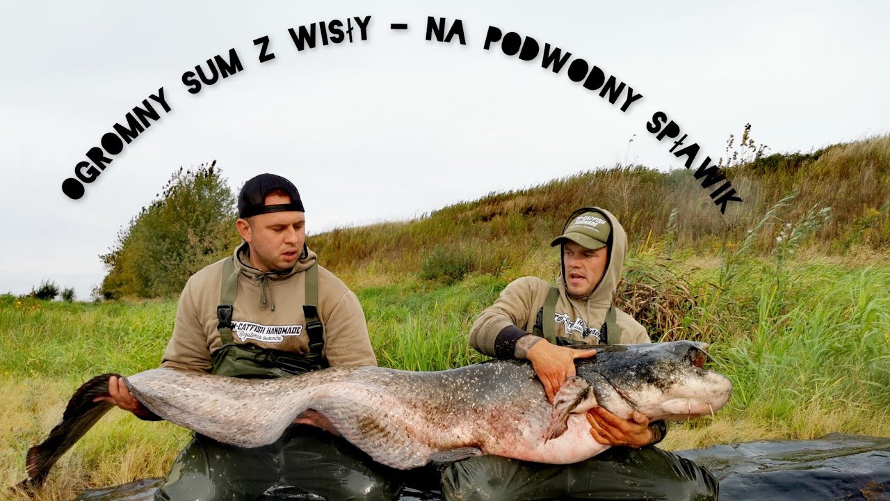 Sumowa stacjonarka - Duży Sum z Wisły