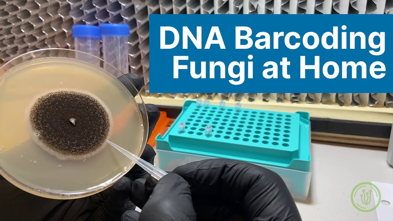 DNA Barcoding Fungi at Home: Extraction, PCR, and Gel Electrophoresis