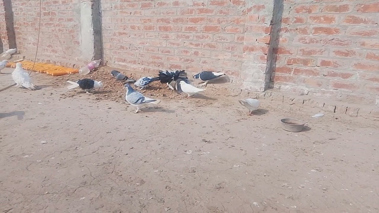 My shoke 
