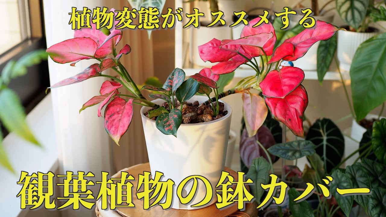 観葉植物にオススメの鉢カバー4選【IKEA リッチェル】