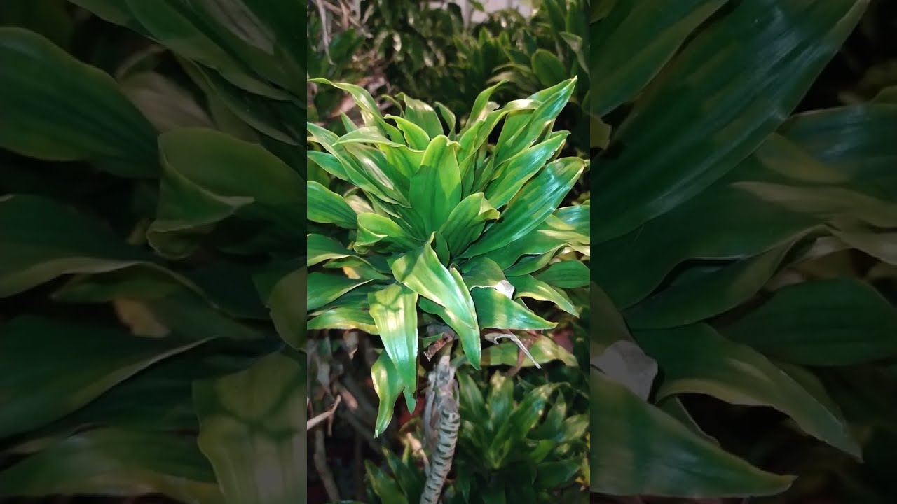 [ Compact Dragontree ]    阿波羅千年木   阿波罗千年木