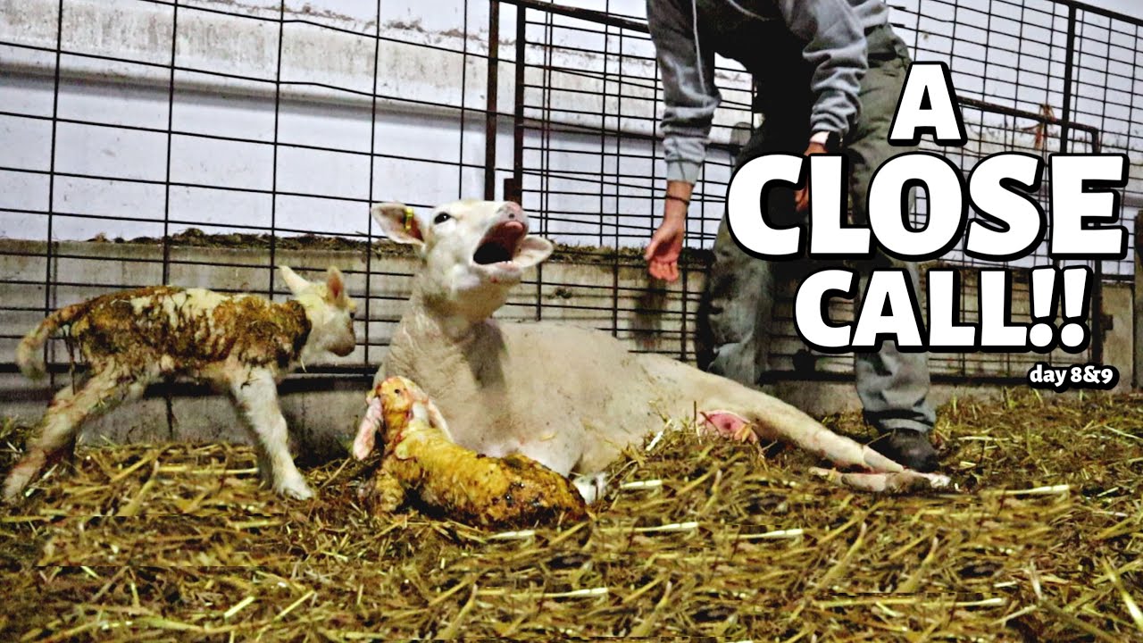 When do I help?  (STUCK & MALPOSITIONED LAMBS) Vlog 314