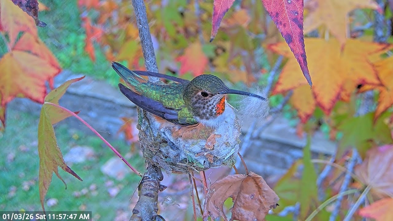 Fluff, Webs & Camouflage — Watch an Allen’s Hummingbird Build Her Nest. #hummingbird #nest #birds