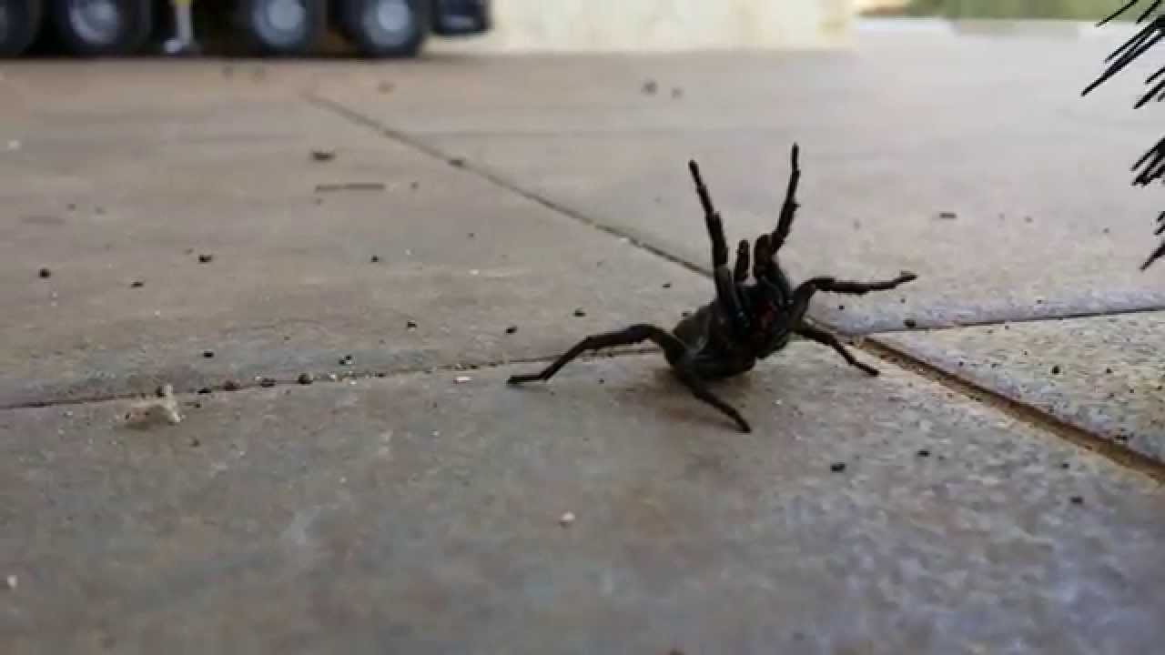 Attacco Nuova specie di ragno non classificata Attack by New species of non-classified spider