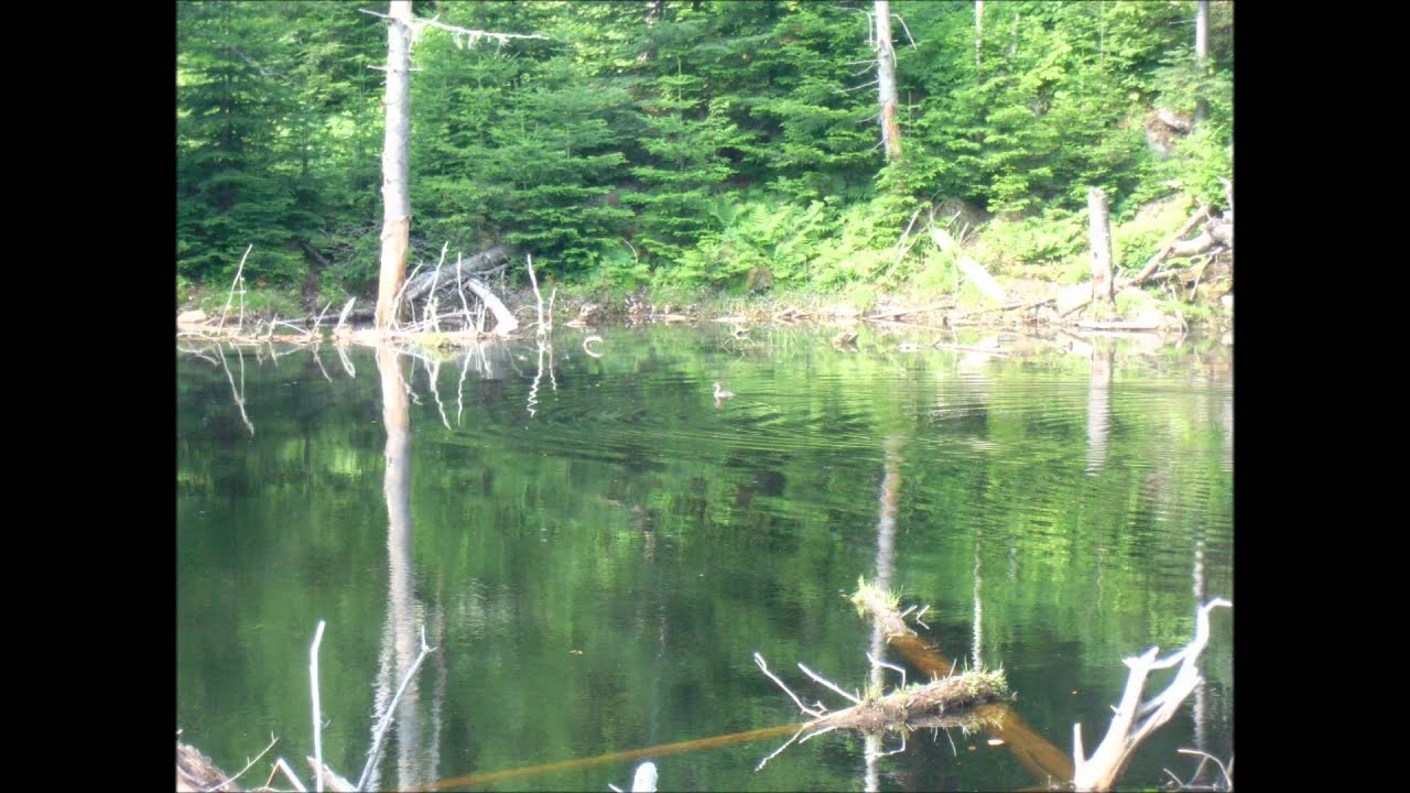 jft evasion nature