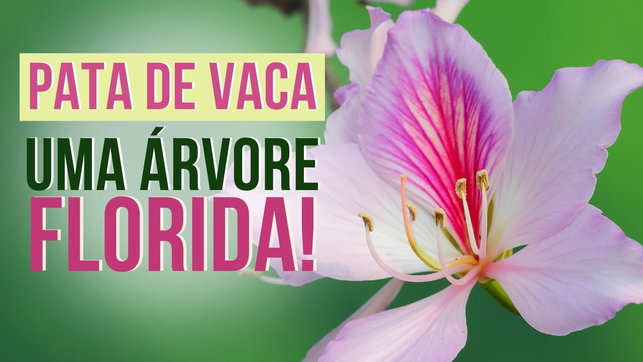 PATA DE VACA! COMO CULTIVAR ESSA ÁRVORE SUPER FLORIDA! A BAUHINIA VARIEGATA É LINDA DEMAIS!!!