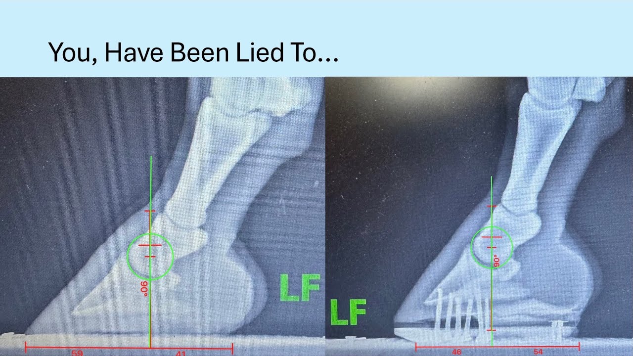 Shoeing Today with Tomorrow in Mind. Lee Olsen CJF at the 2026 International Hoof Care Summit 