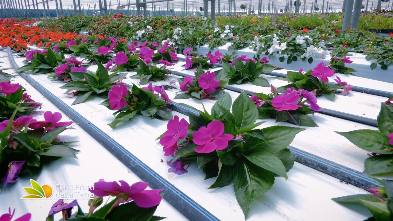 Fiori da mangiare: a Mira il più grande produttore europeo