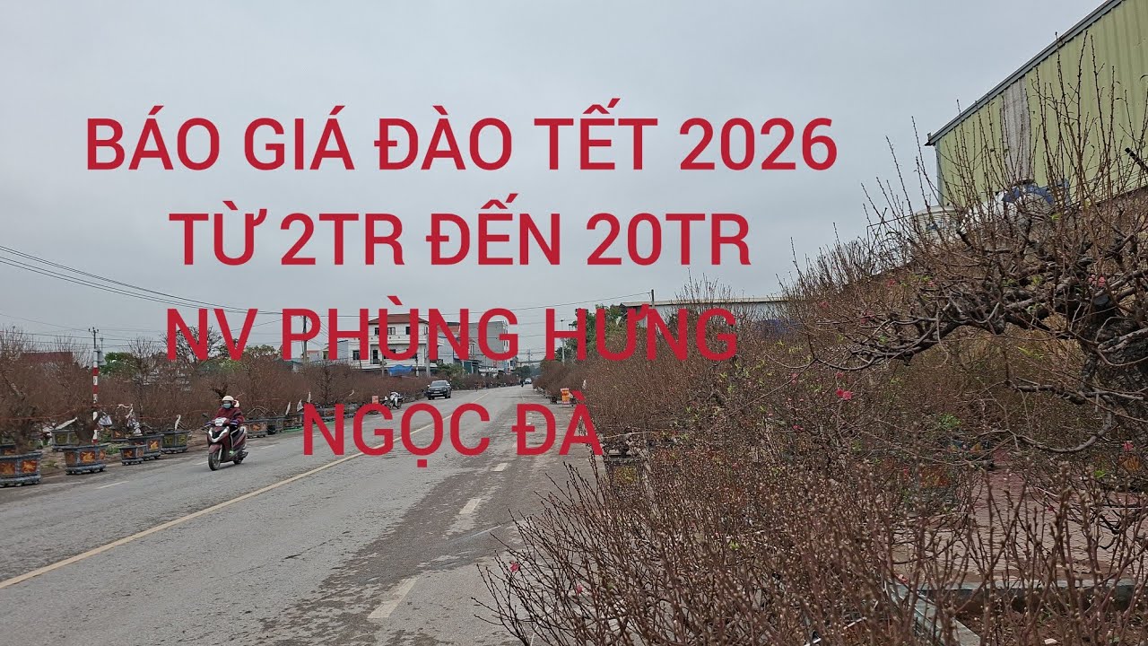 BÁO GIÁ ĐÀO CHƠI TẾT 2026 TỪ 2Tr500k ĐẾN 20Tr NV PHÙNG HƯNG THÔN NGỌC ĐÀ , NHƯ QUỲNH HY 