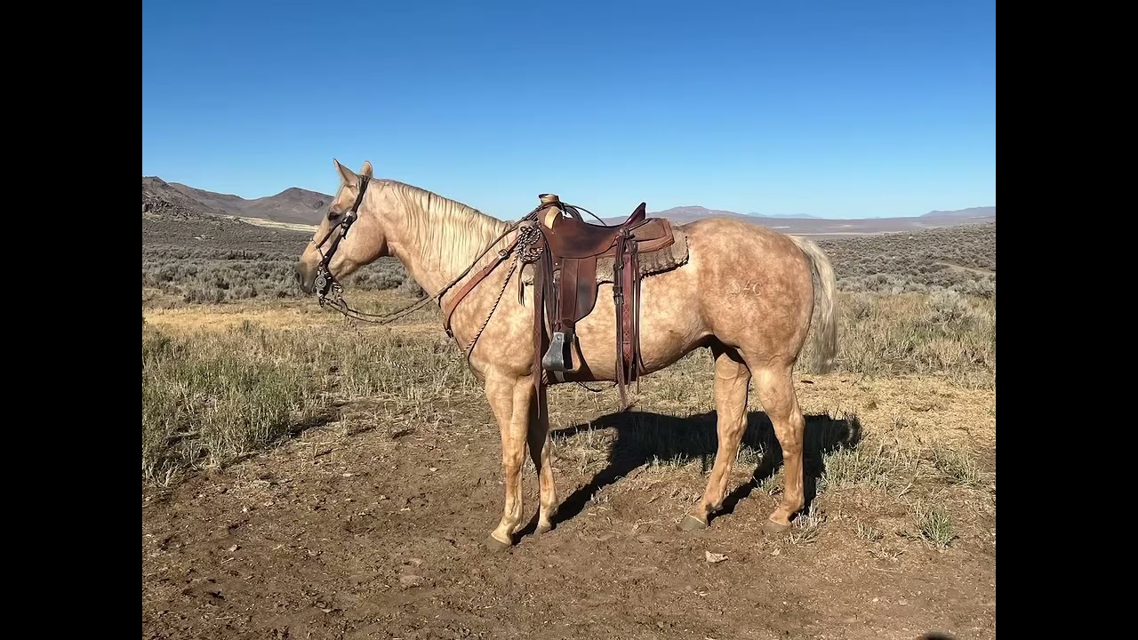 Lot 4 - 2025 Red Bluff Bull & Gelding Sale