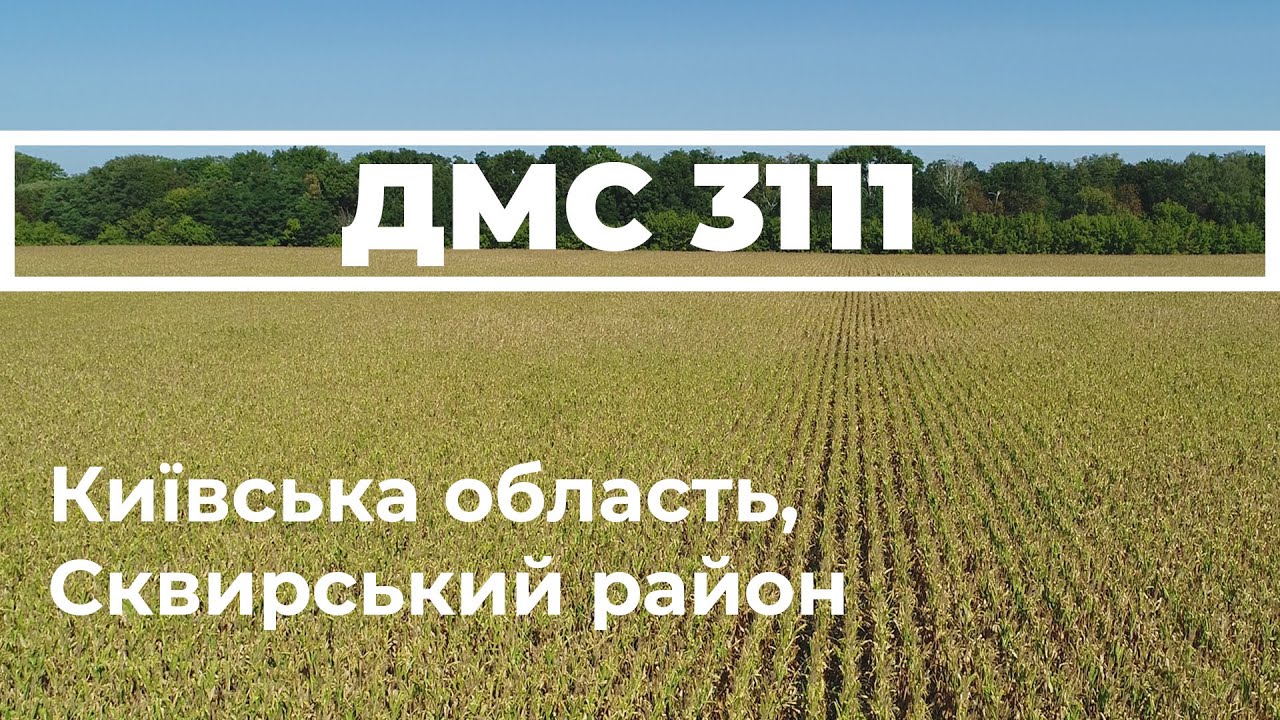 Посухостійкий гібрид кукурудзи ДМС 3111. Київська область