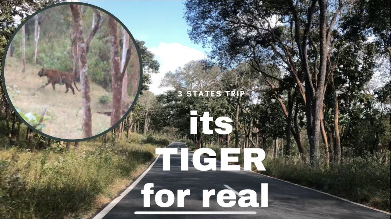 Tiger spotted in the wildlife road trip of Tamil Nadu, Karnataka & Kerala borders