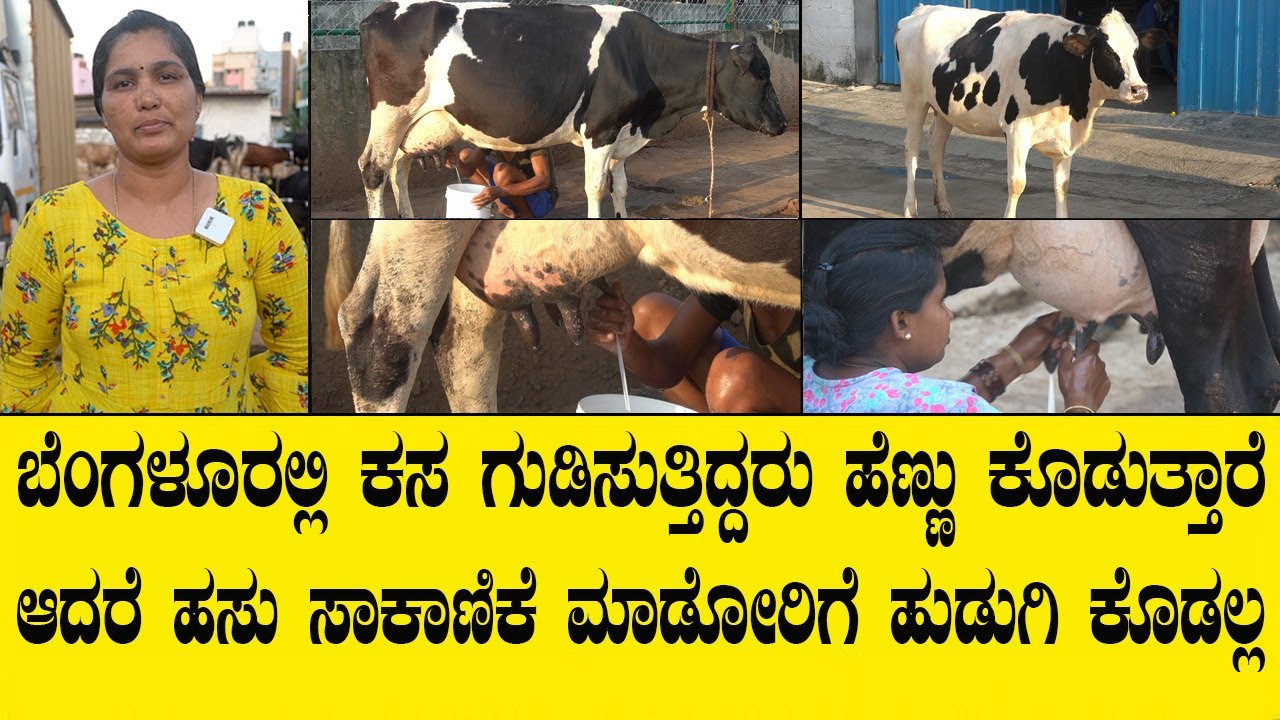 ನಮ್ಮ ಮಾವ ಊರಿಂದ ಒಂದು ಹಸು ತಂದು ಇವತ್ತು 25 ಹಸು ಮಾಡಿದ್ದಾರೆ..BNG CITY COW DAIRY FARM
