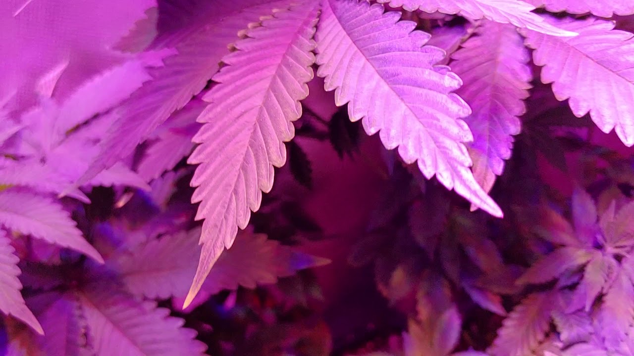 Garden Update: Ceres & Flora Kush! Soflo Gro! BORA! BlackBerry Auto Fast Budz!
