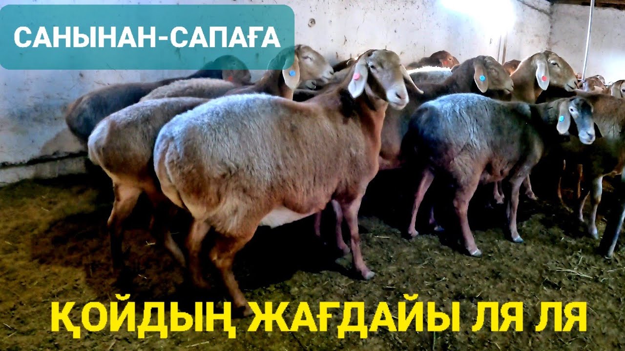 РАХЫМ АҒА ГИССАР ҚОШҚАР,ТҰСАҚ-САУЛЫҚ,ТОҚТЫЛАРЫ /БАЗАР КЗ