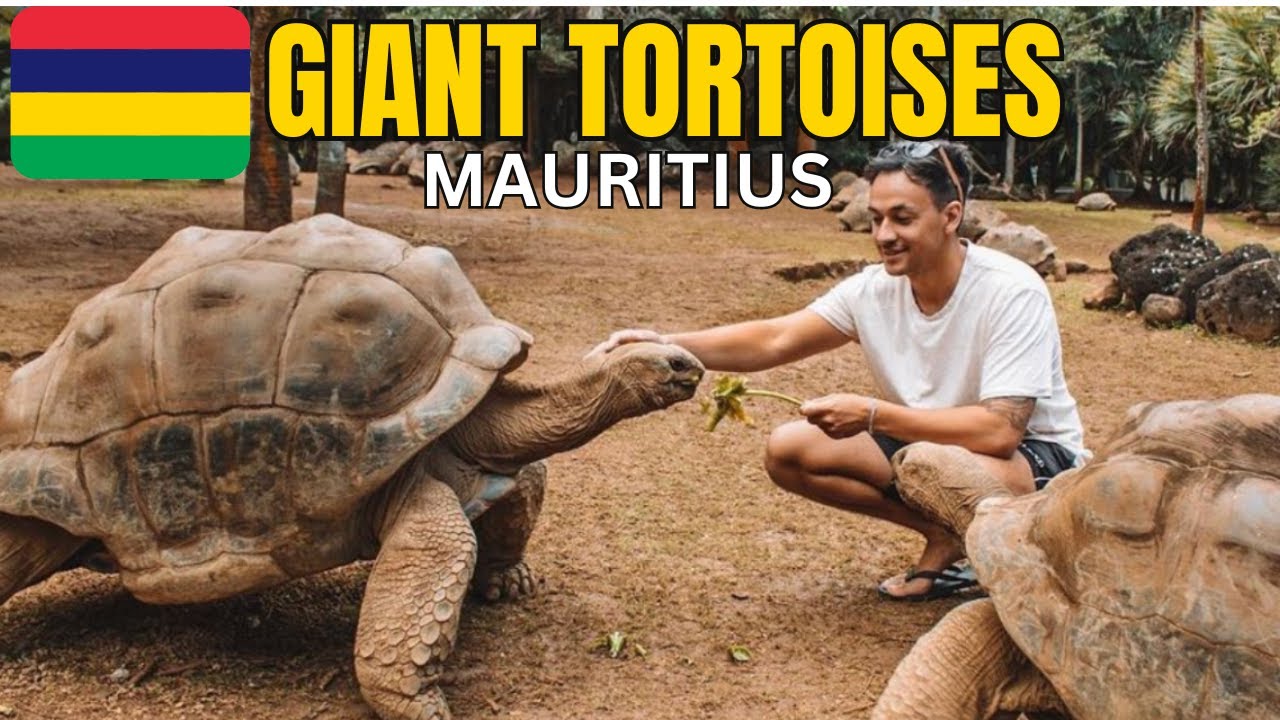 🤩🐢 GIANT TORTOISES IN MAURITIUS 🐢🤩 La Vanille Nature Park
