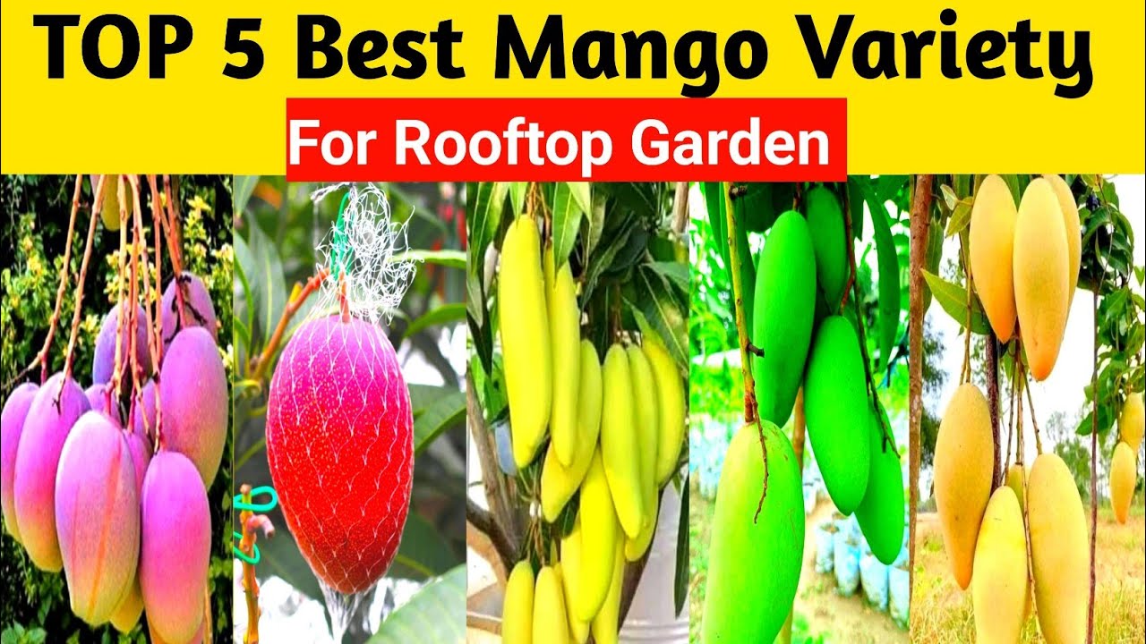 Top 5 Best Mango Variety For Rooftop Garden | छत पर बागवानी के लिए आम की पांच सबसे अच्छी प्रजाति