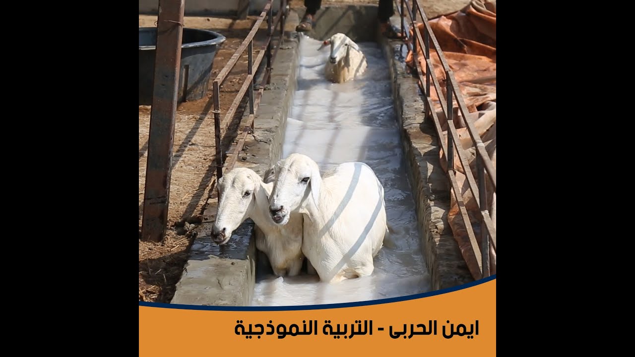 حلقه خاصه بحوض غسيل الاغنام و كيفيه الاستخدام **( شاهد للنهايه ) **