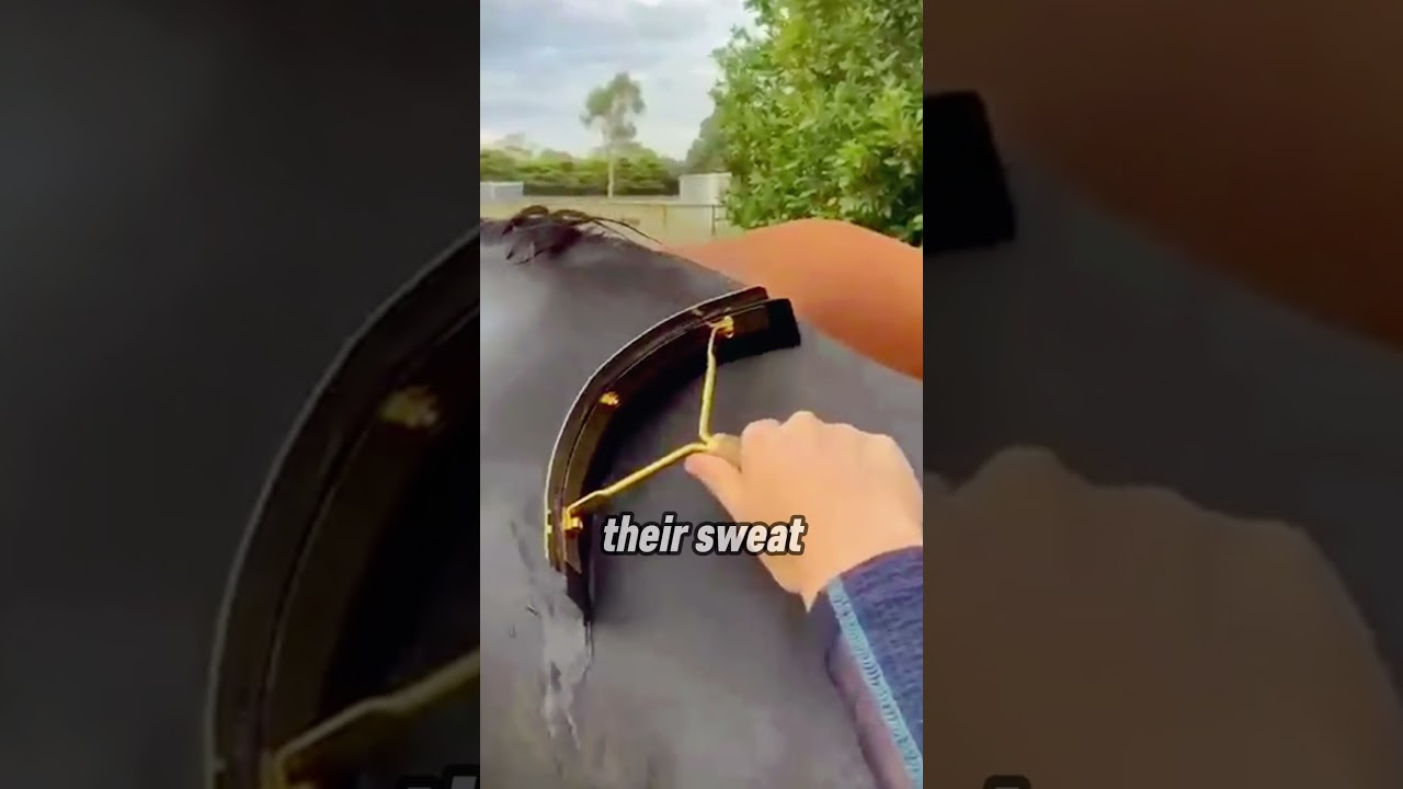 Why Do Horses Get So Foamy After a Ride 🤔