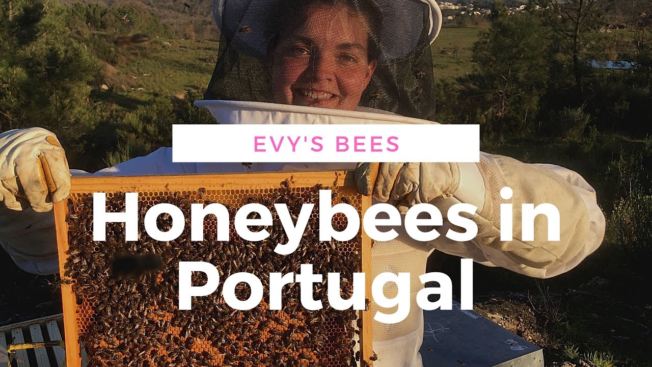 Honeybees in Portugal