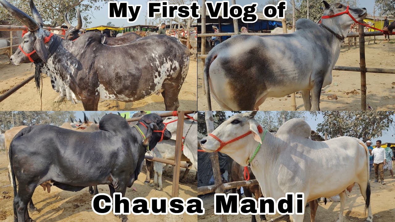 CHAUSA MANDI | MY FIRST VLOG | BIGGEST COW MANDI | KOLKATA COW 2025 |
