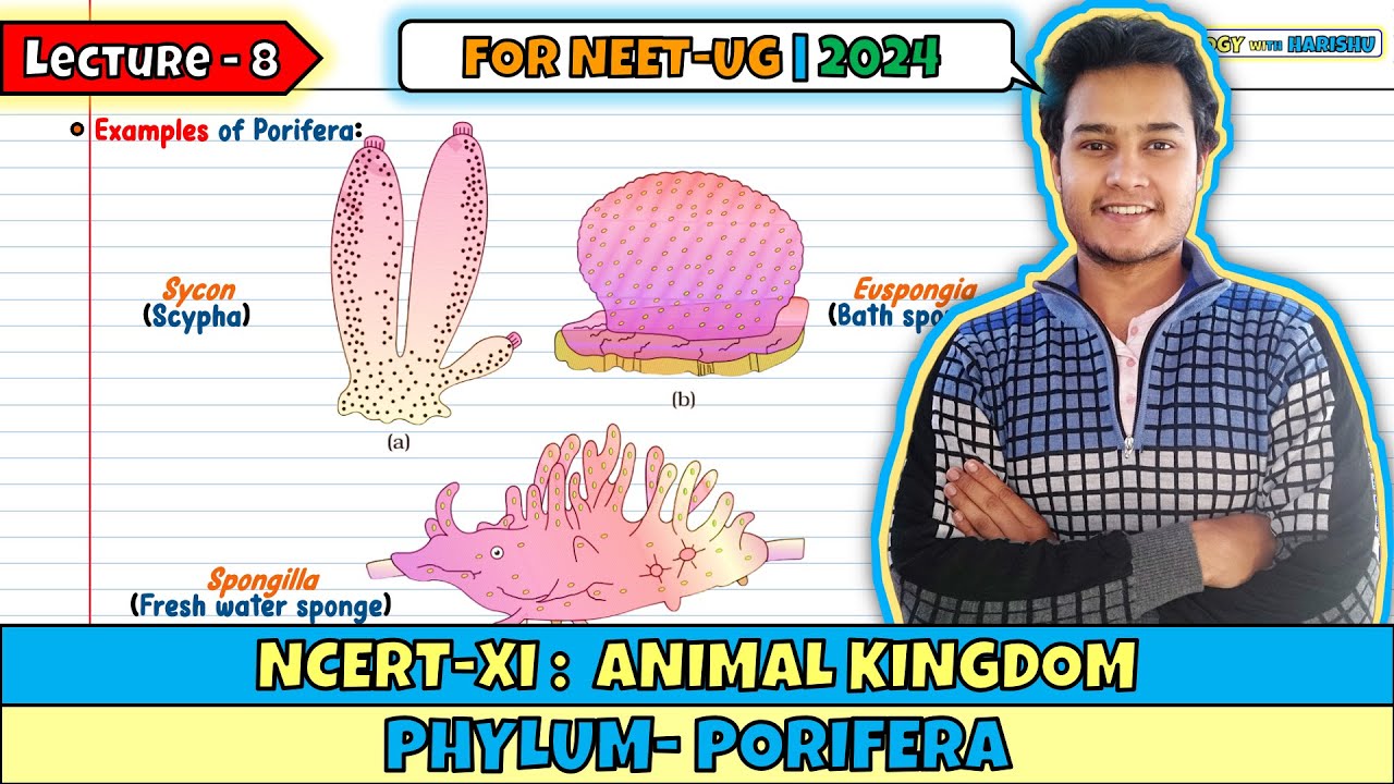 Lec 8- Phylum: Porifera| Animal Kingdom| Class 11| NEET 2024