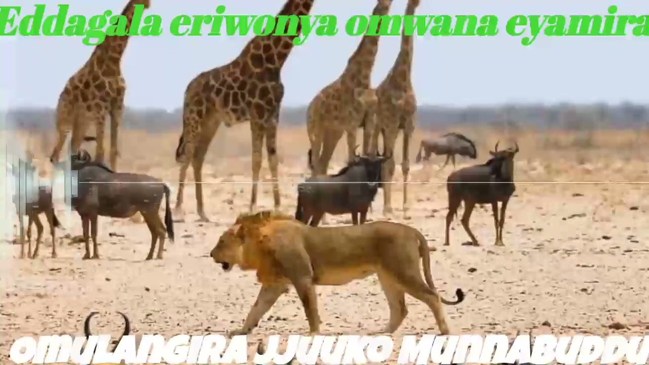 Eddagala eriwonya omwana eyamira - Omulangira Jjuuko Munnabuddu