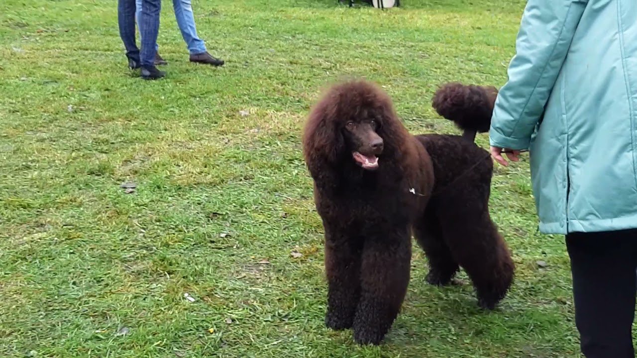 НА ВЫСТАВКЕ СОБАК СПб l DOG SHOW SAINT-PETERSBURG 2021