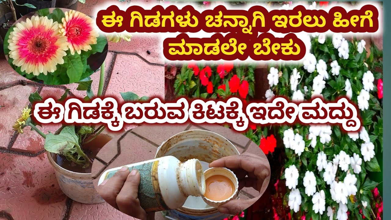 Garden work/ ನೀರ್ಸೋನೆ, ಕೊಲೆಂಚು ಗಿಡಕ್ಕೆ ಹುಳಗಳು / ಗಾರ್ಡನ್ ಟಿಪ್ಸ್ / pesticide for plant 