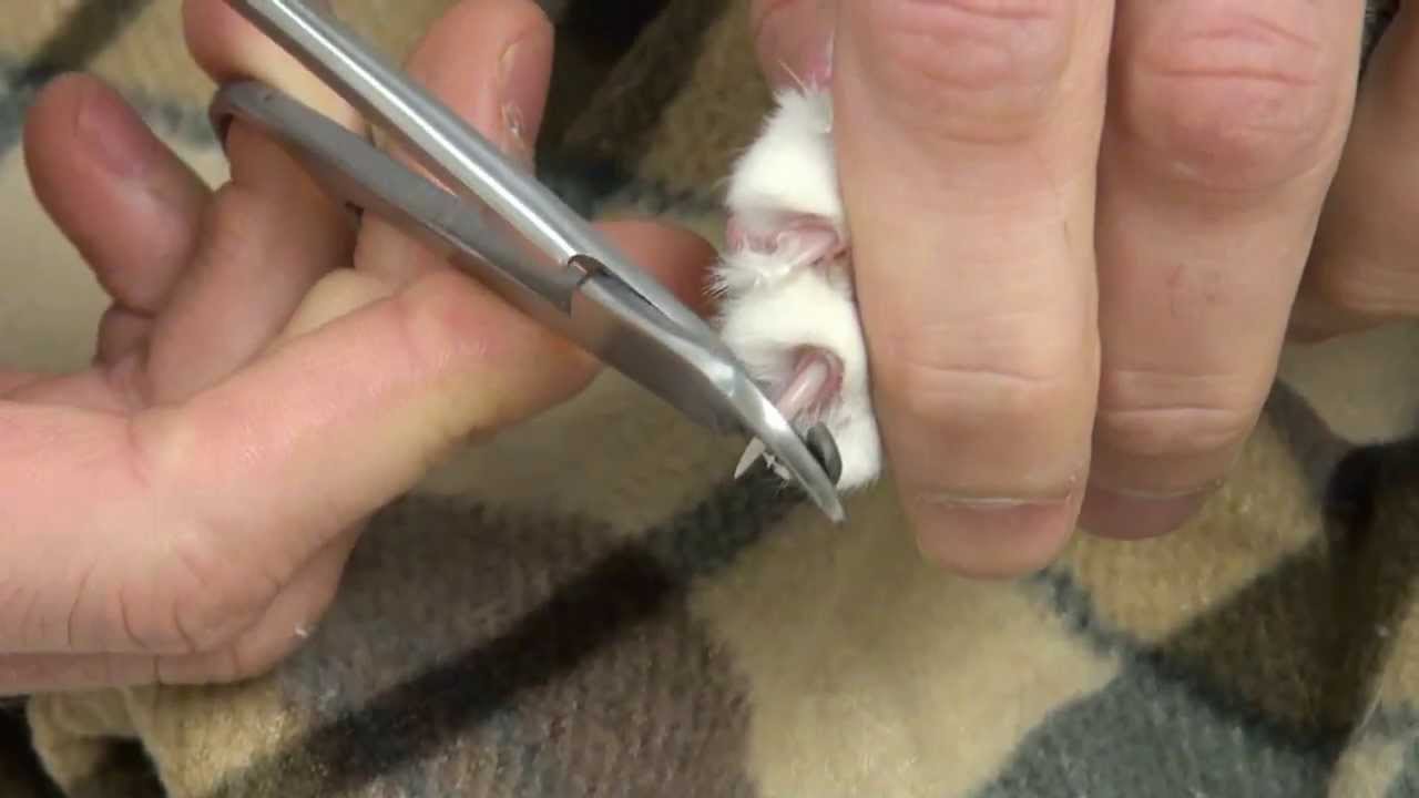 How to Clip Your Cat's Nails