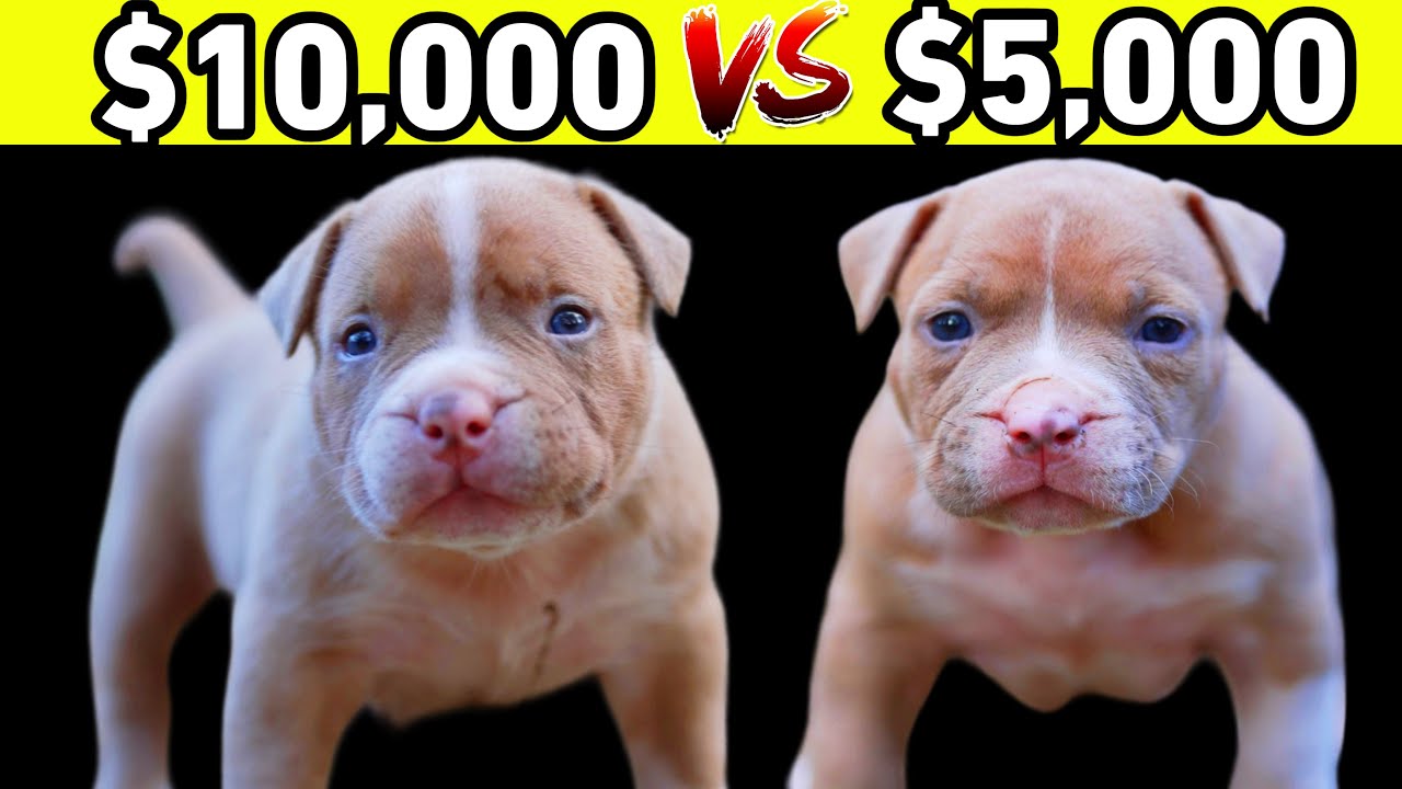 What Breeders Don't Tell You About American Bully Puppies