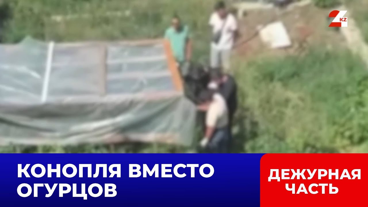 Вместо овощей агроном из Павлодара выращивал коноплю | Дежурная часть