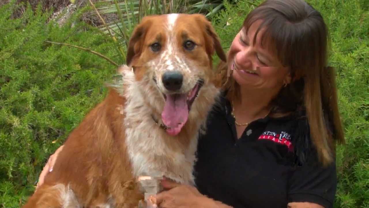 Austin Dog Alliance 2012