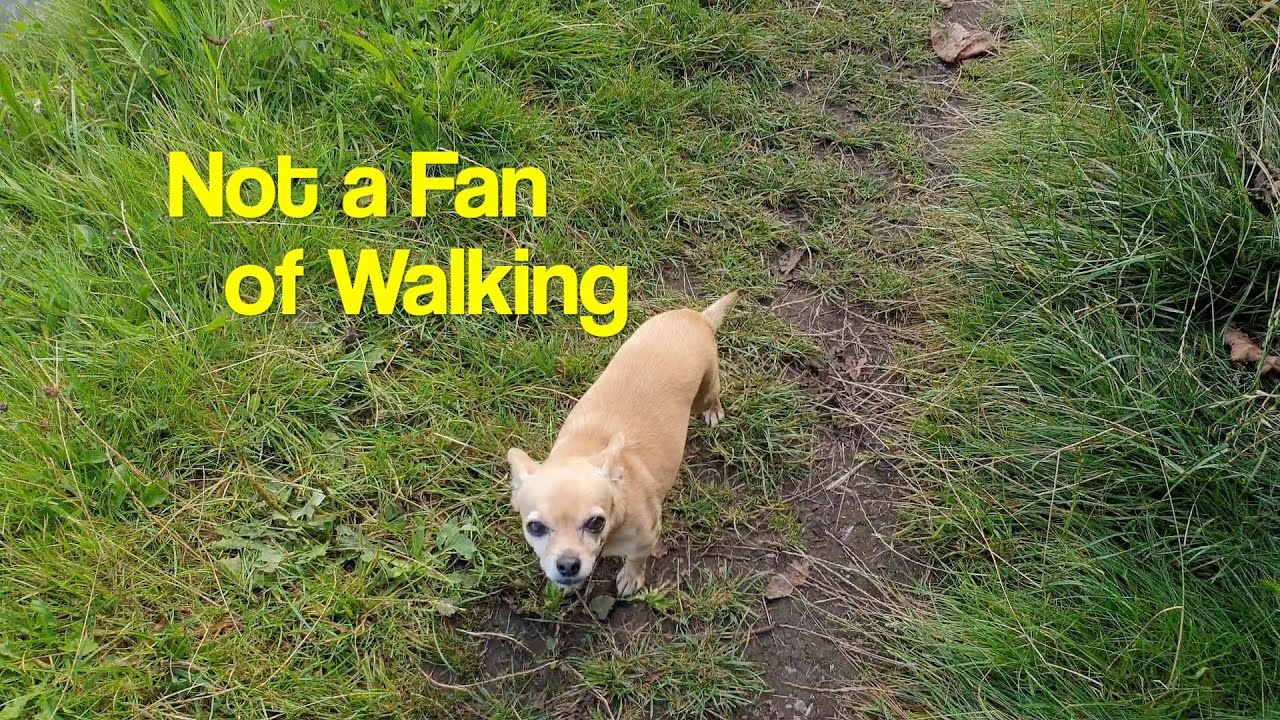 Narrowboat Cruise and Walking the Towpath on the Trent and Mersey