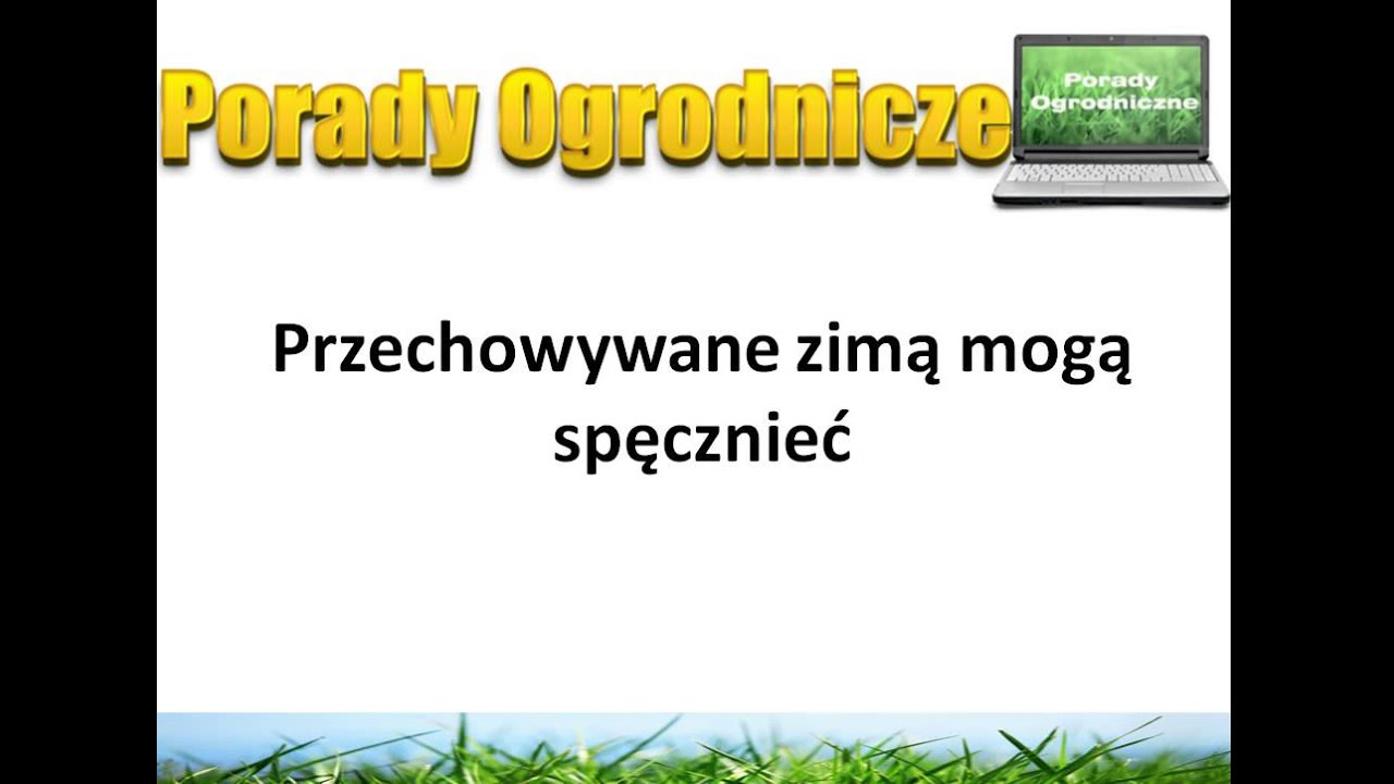 Kiedy kupić nasiona traw?