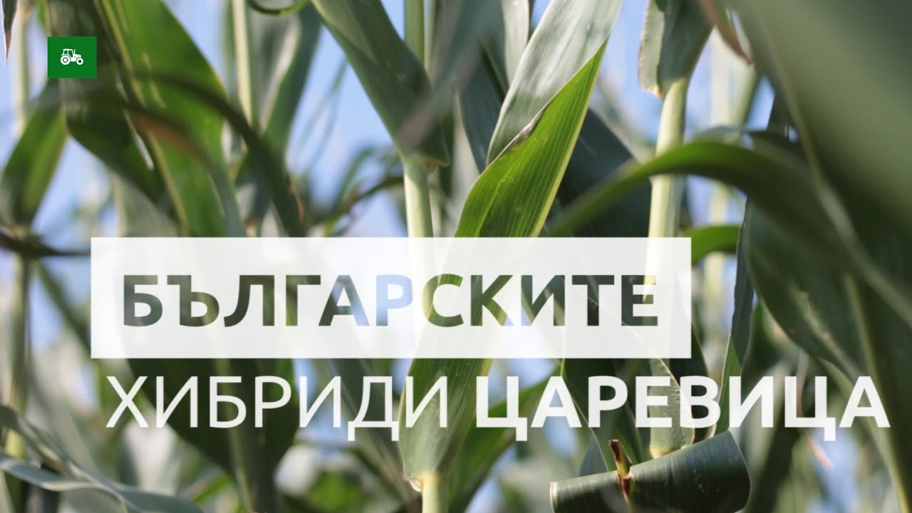 Българските хибриди царевица