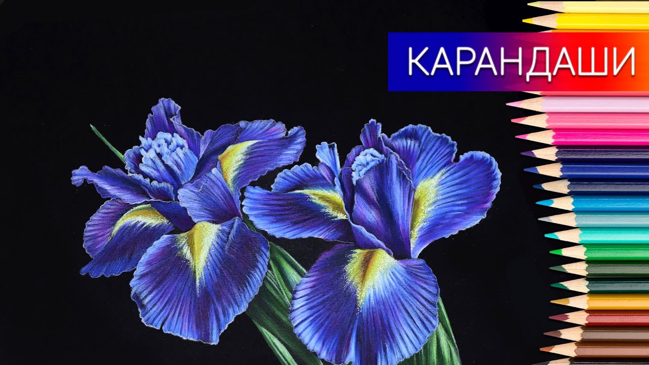 Как нарисовать цветы на чёрной бумаге цветными карандашами ✎ Рисуем ирисы 👍 Таймлапс