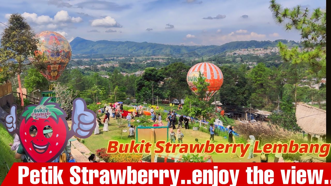 BUKIT STRAWBERRY LEMBANG | Petik Strawberry nya, nikmati keindahan view nya. #lembang #bandung